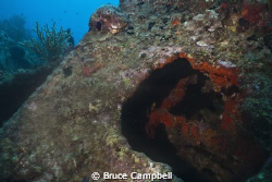 Interior of the Rhone is loaded with coral and other sea ... by Bruce Campbell 